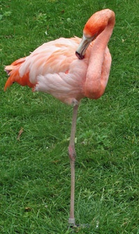 flamingo